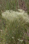 Roundleaf thoroughwort